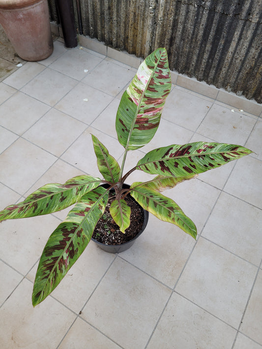 Musa tricolor