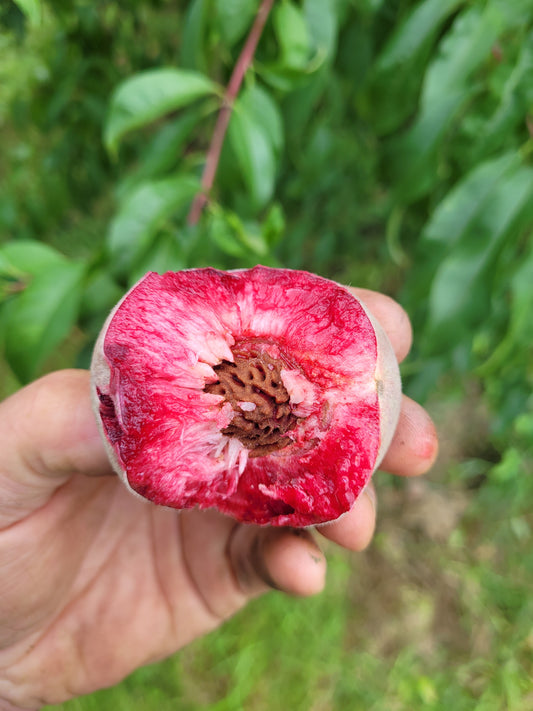 Roter Weinbergpfirsich