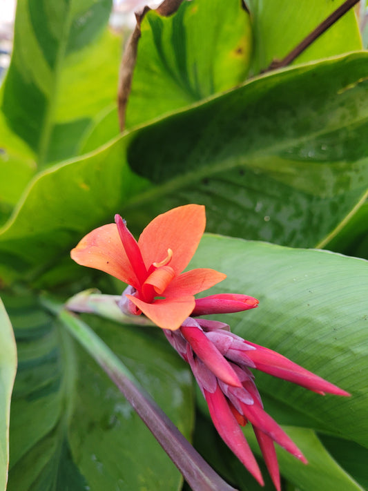 Canna Wolfsong