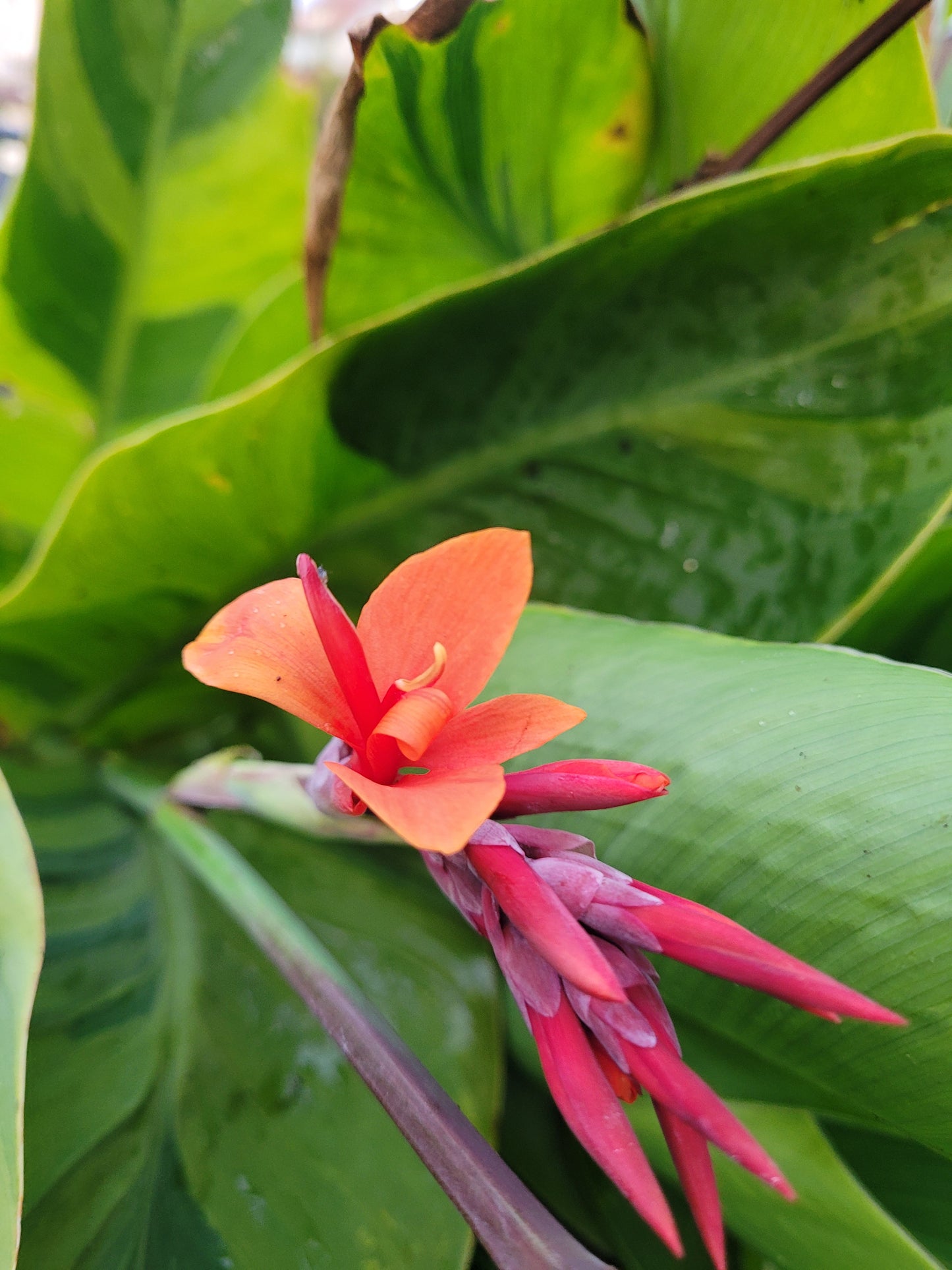 Canna Wolfsong