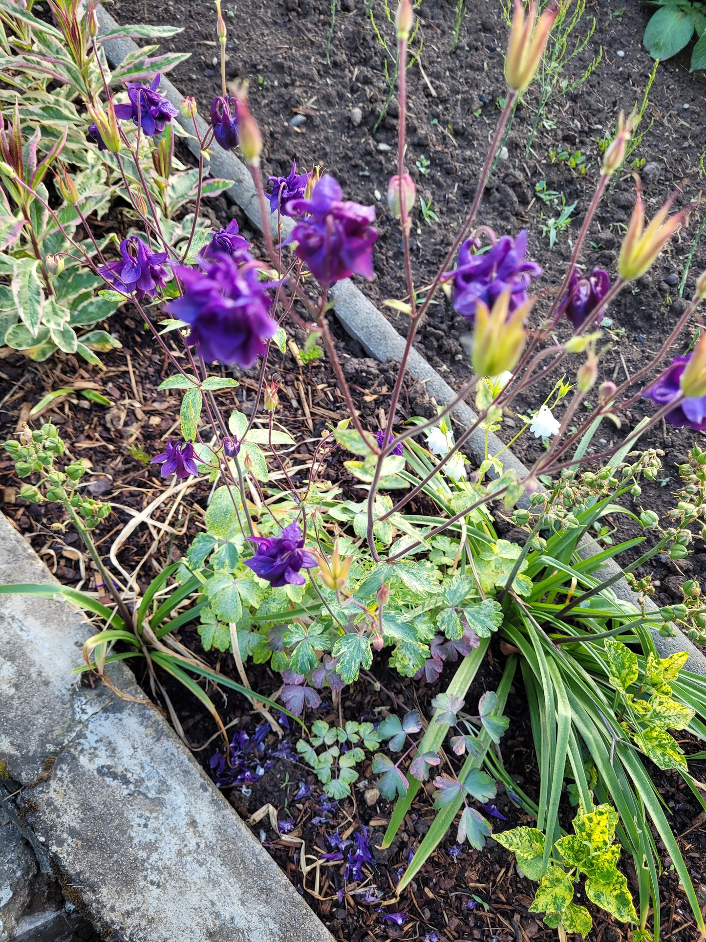 Akeleii Variegata 20 Samen