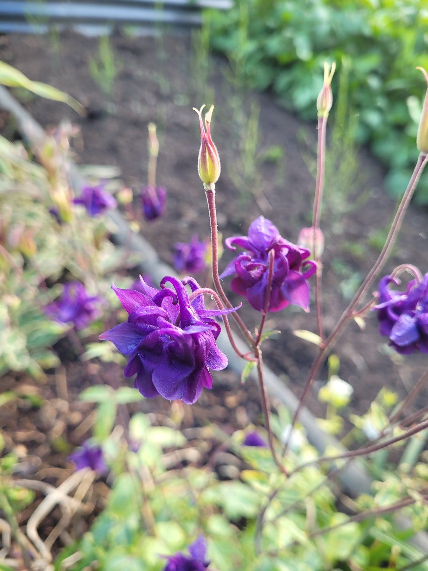 Akeleii Variegata 20 Samen