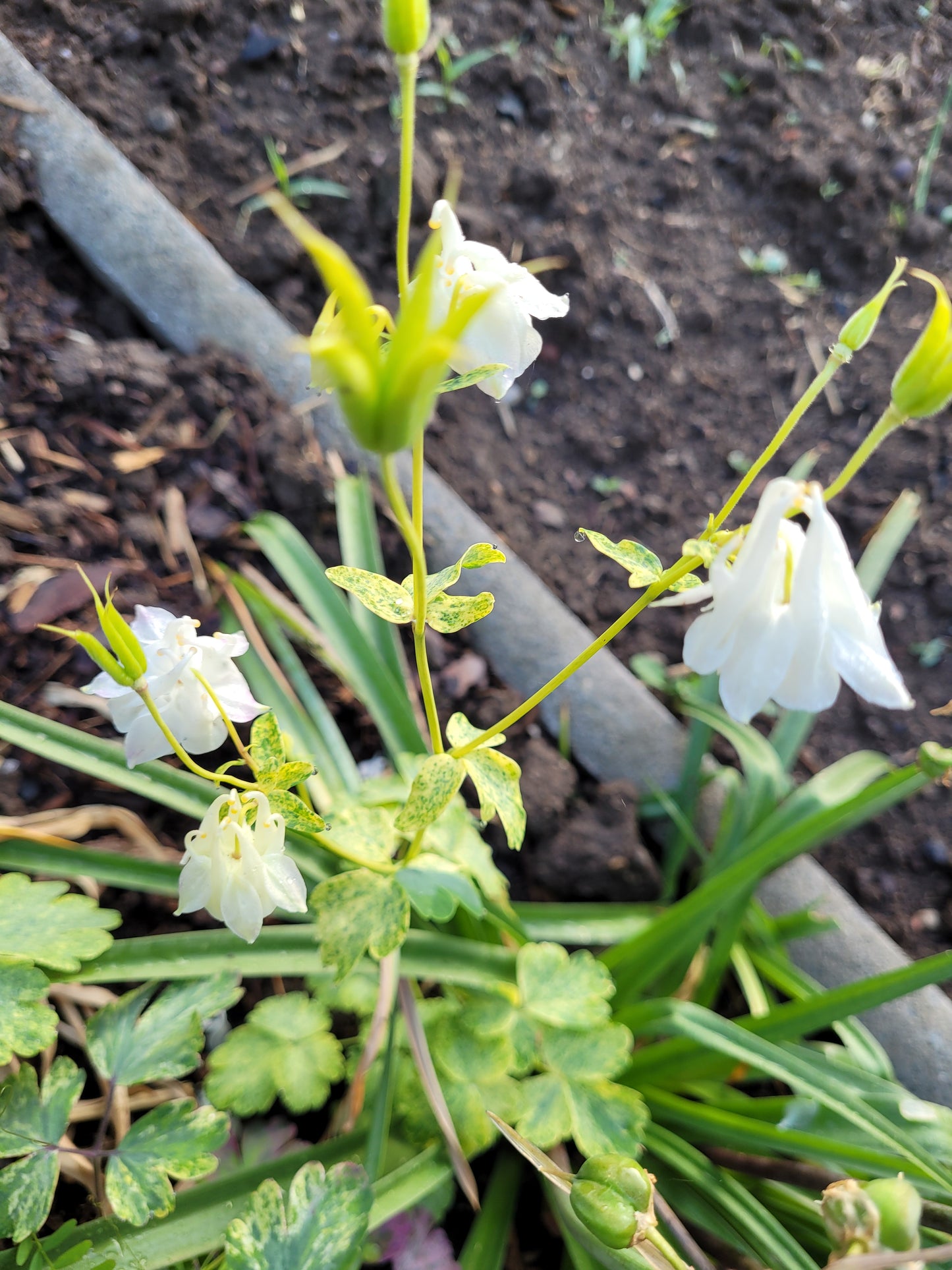 Akeleii Variegata 20 Samen