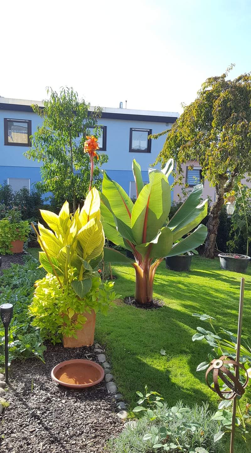 Ensete ventricosum Red Stripe 1 Pflanze