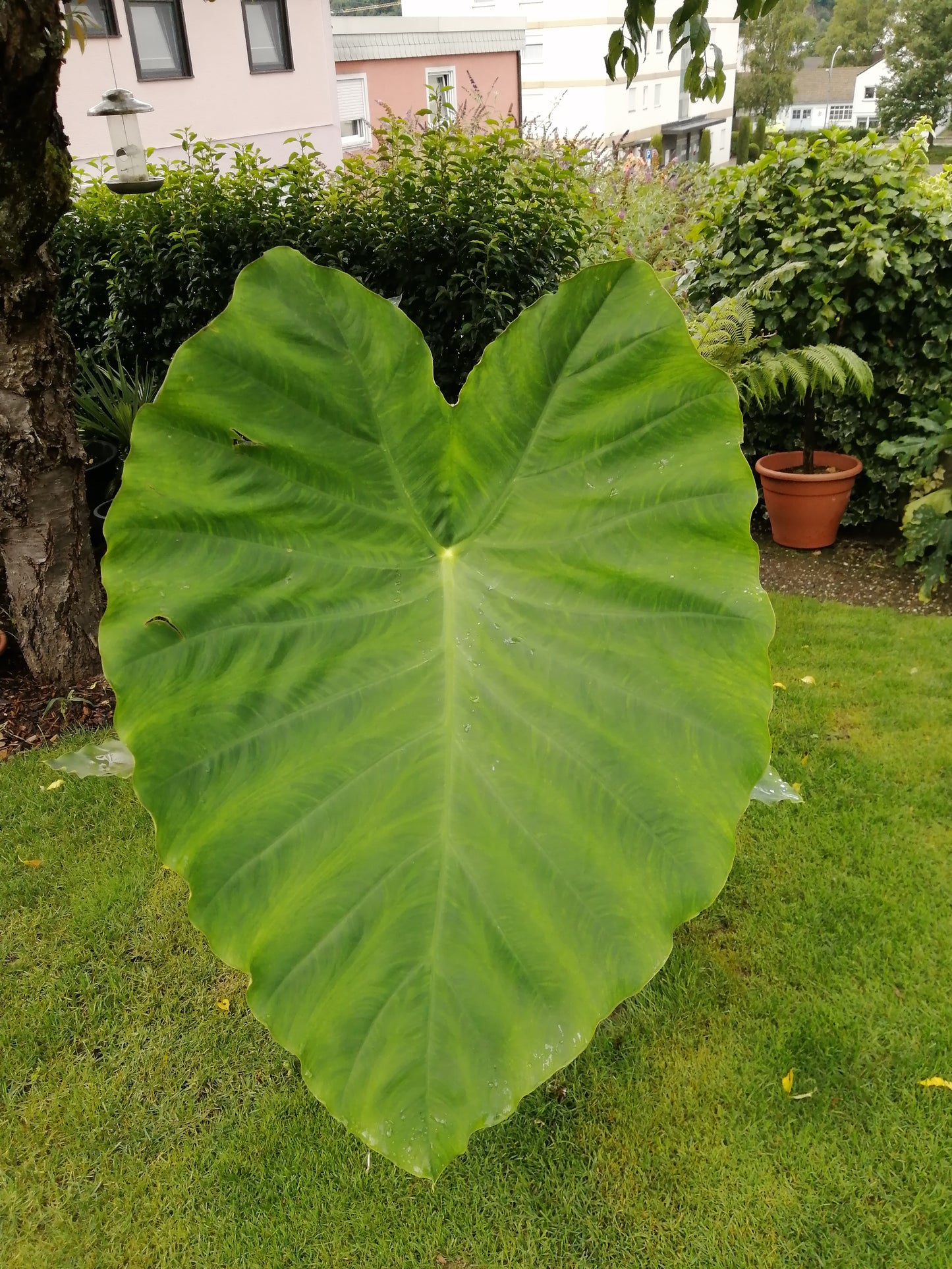 Colocasia Jacks Giant 1 Rhizom gr. L