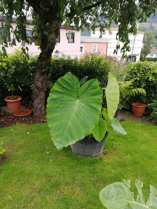 Colocasia Jacks Giant