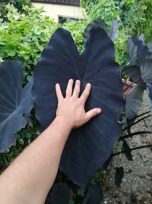Colocasia Black Runner