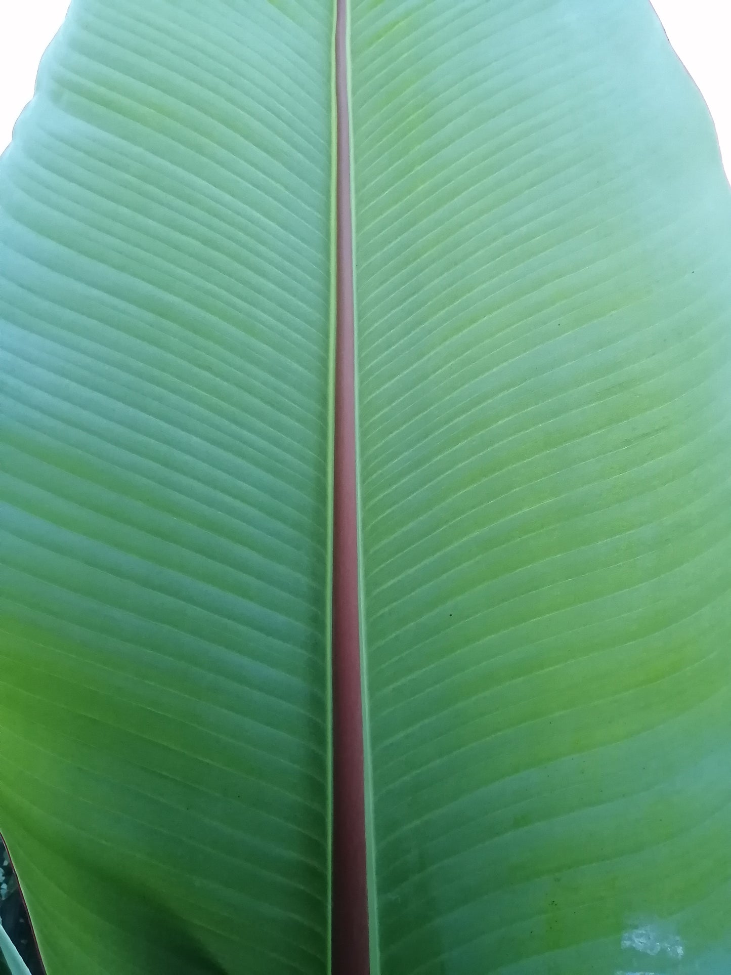 Ensete ventricosum Red Stripe 1 Pflanze