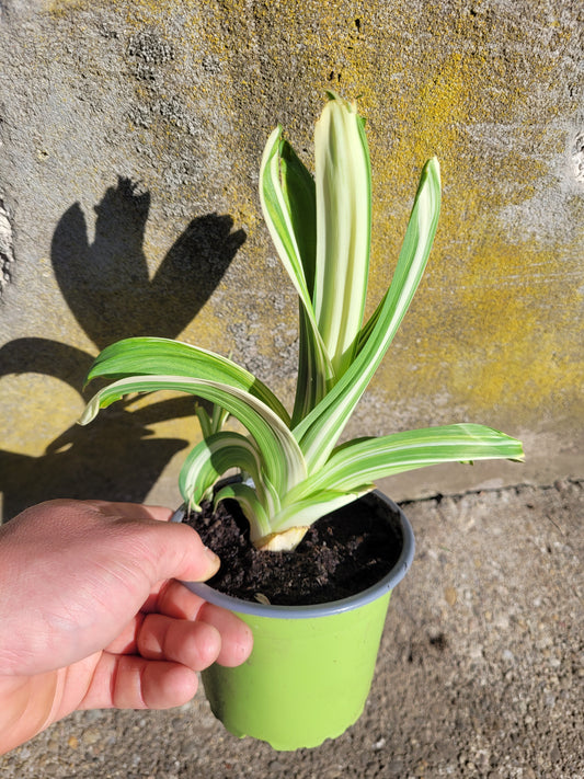 Hemerocallis variegata
