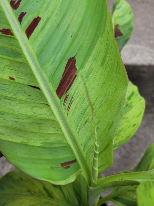 Musa acuminata  Mint variegata