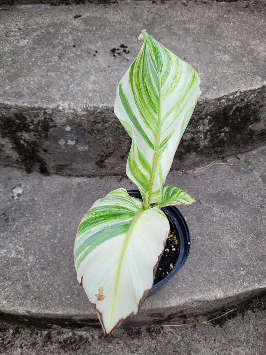 Musa namwah variegata