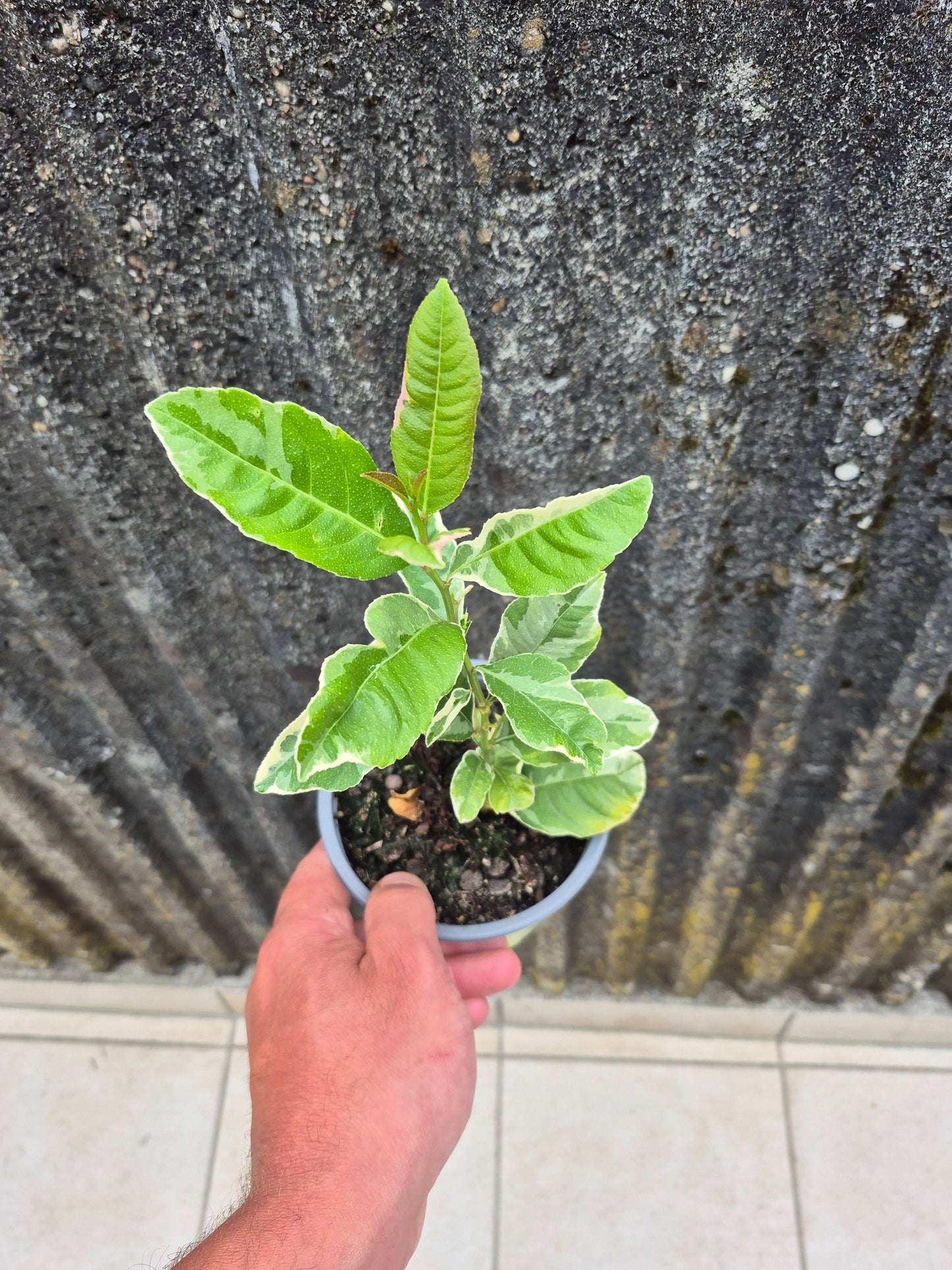 Citrus latifolia variegata