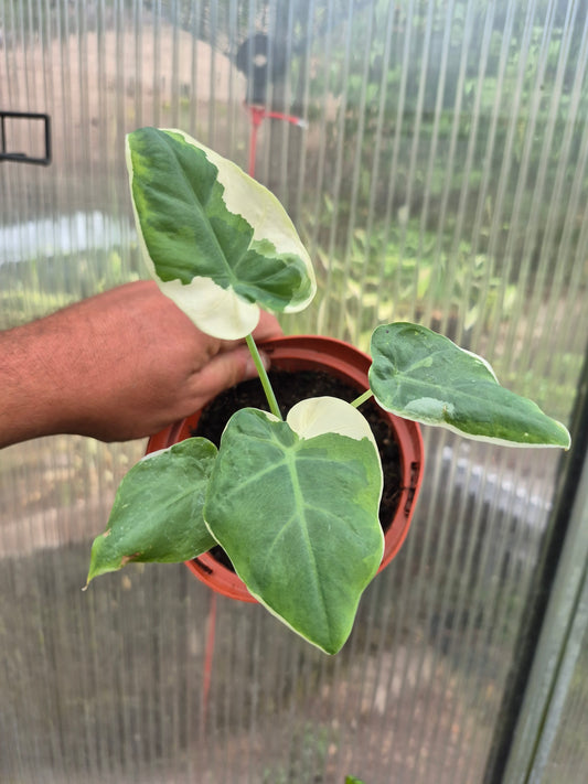 Leucocasia gigantea