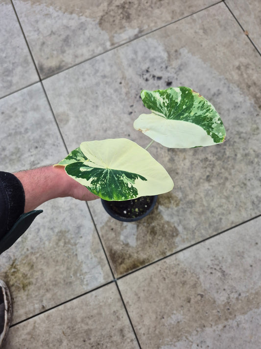 Colocasia variegata (Kwoh Pha-Yak)