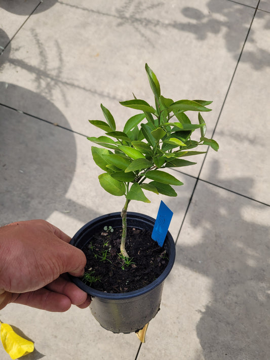 Citrus Sudachi