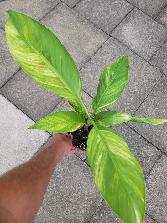 Musa papua Yellow Variegata