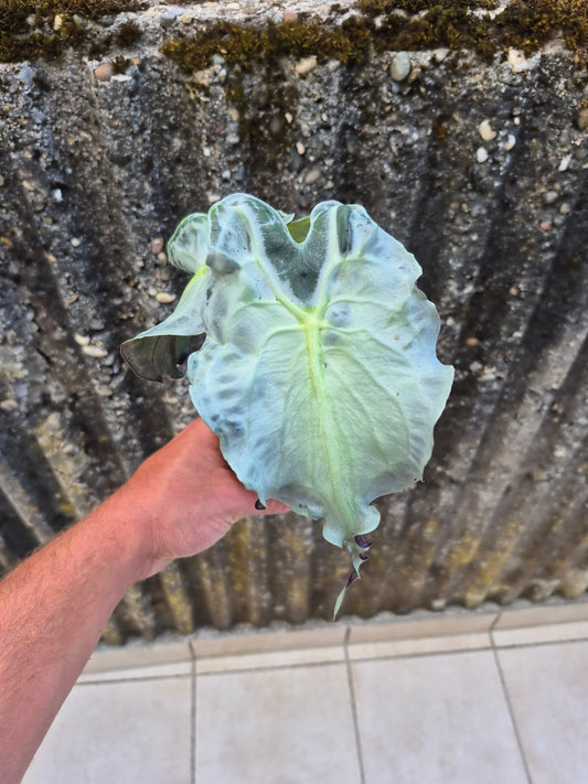 Alocasia Venom XL Pflanze 3