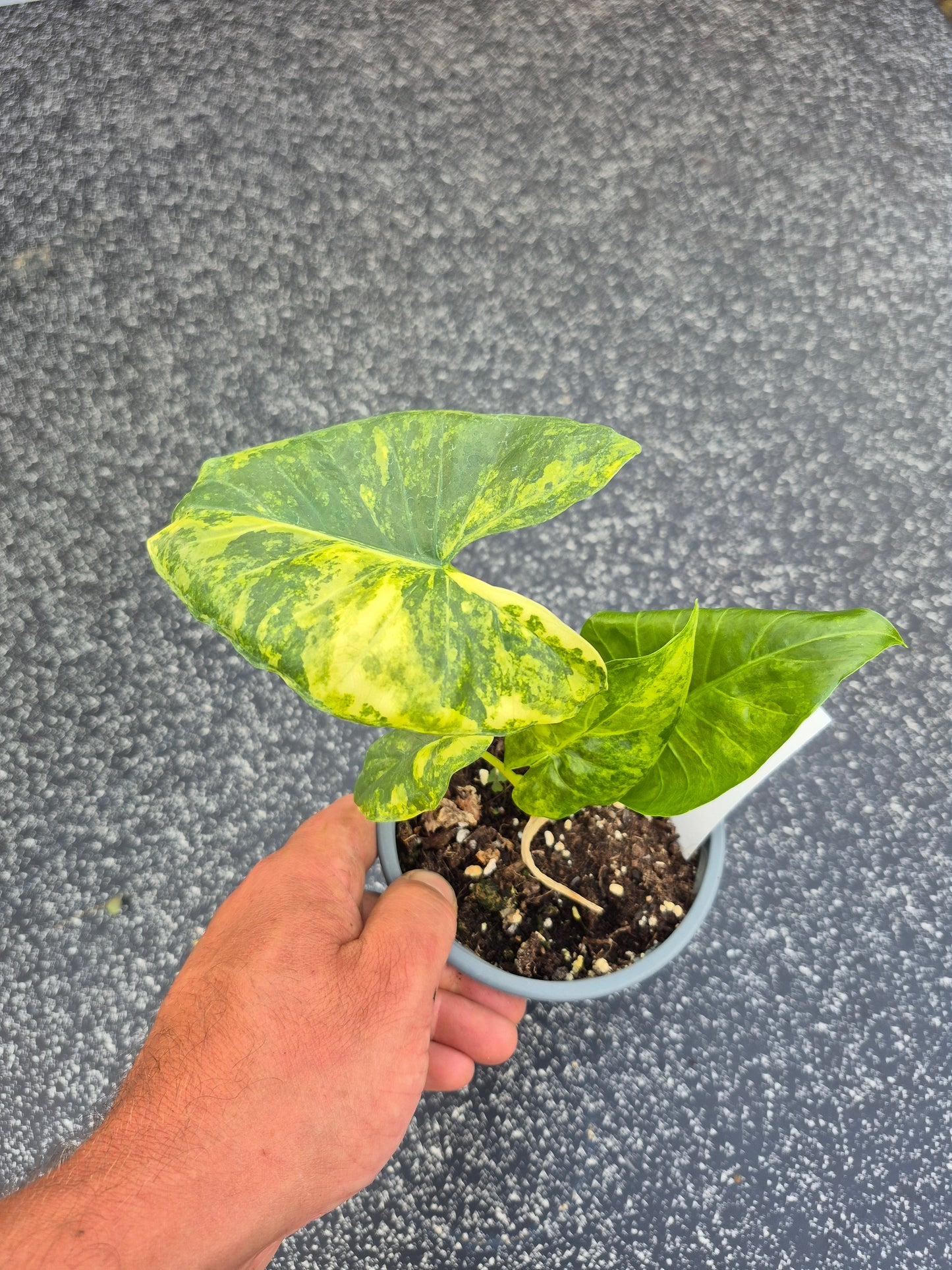 Alocasia Macrorrhizos Aurea variegata