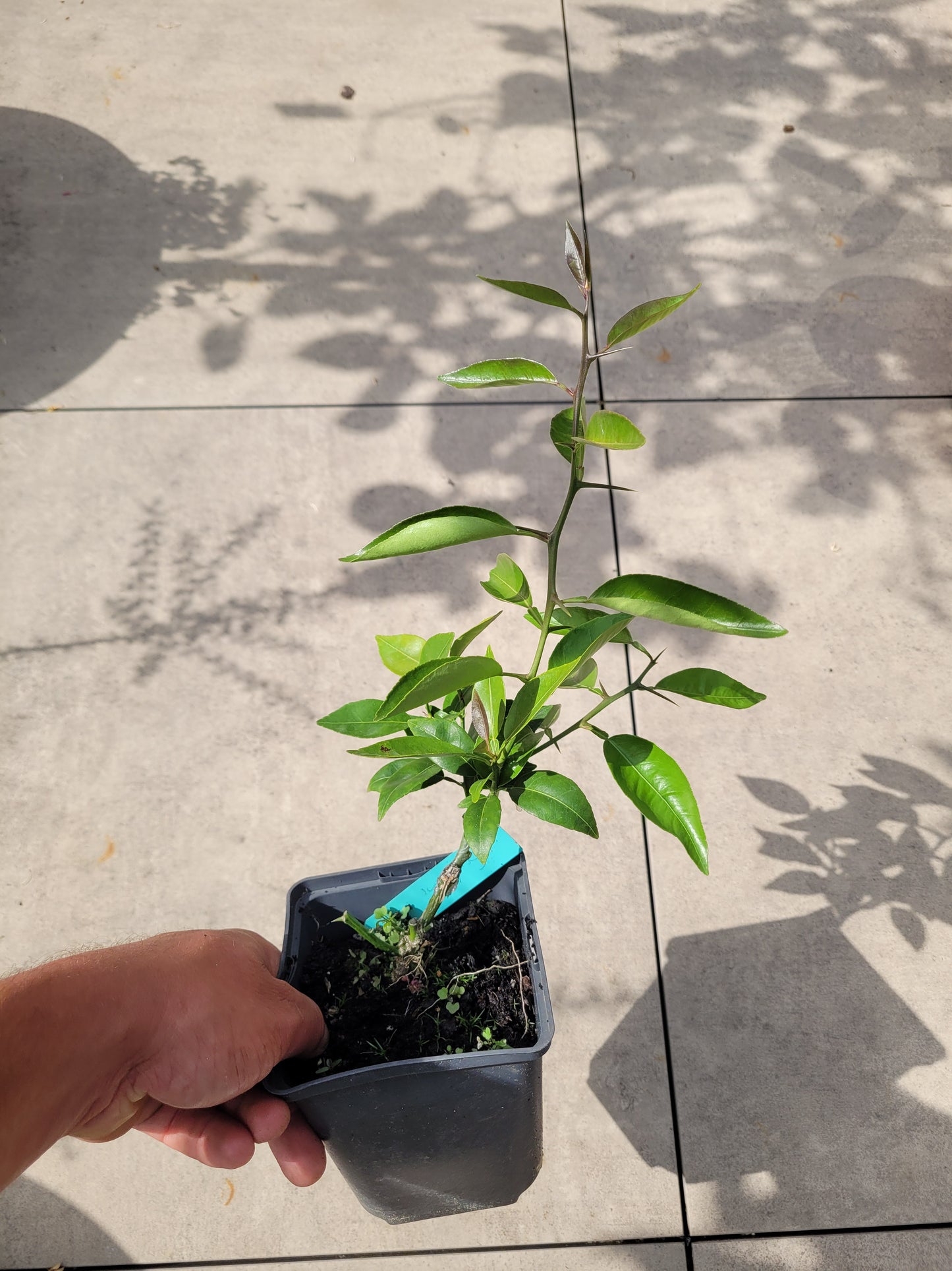 Citrus Sudachi