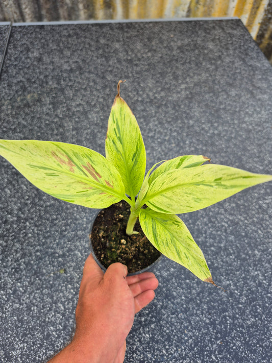 Musa acuminata  Mint variegata