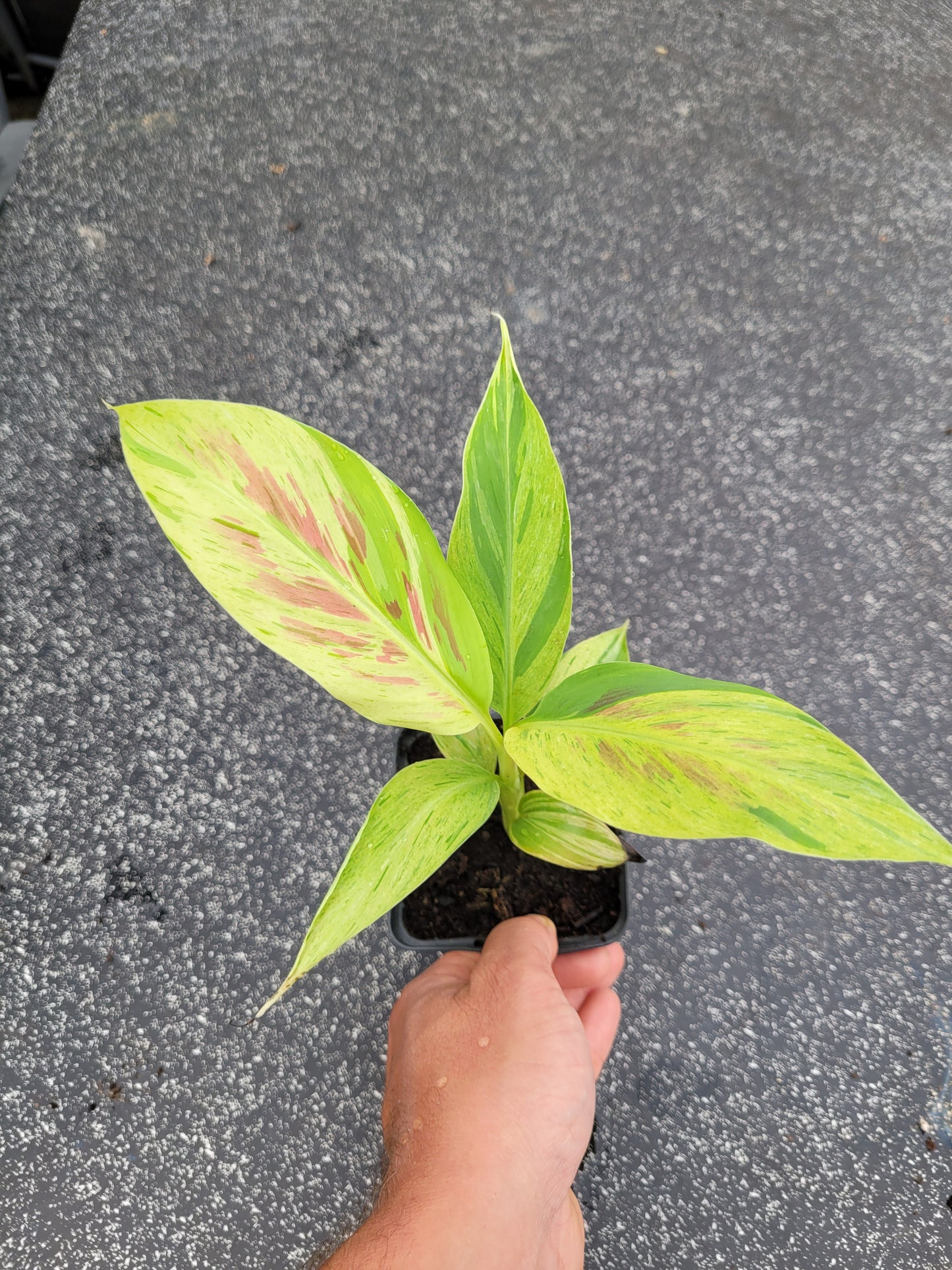 Musa acuminata  Mint variegata