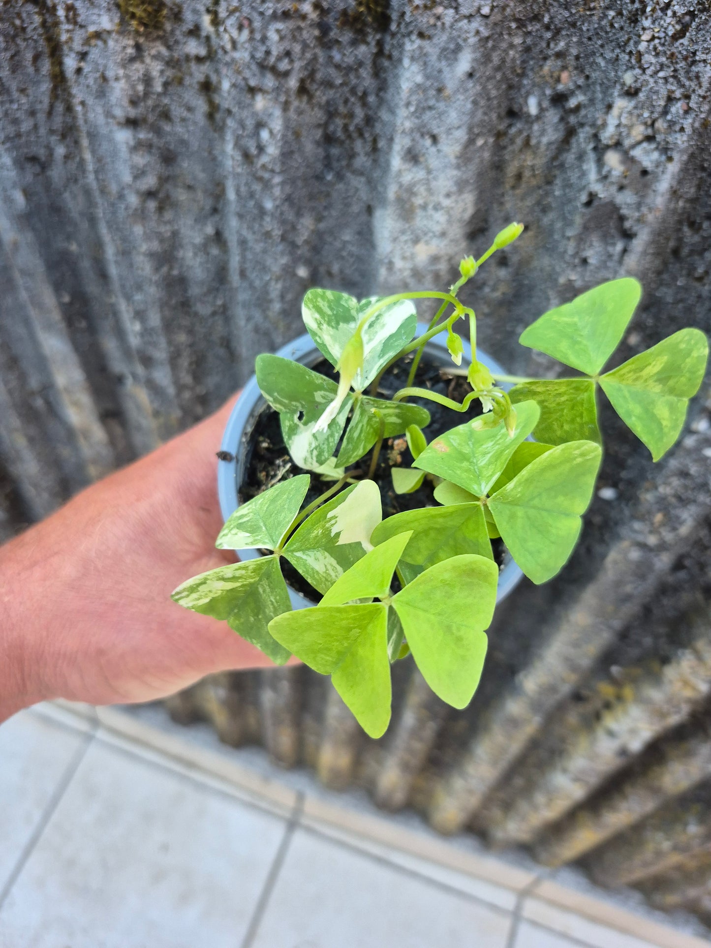 Oxalis triangularis Variegata weiß