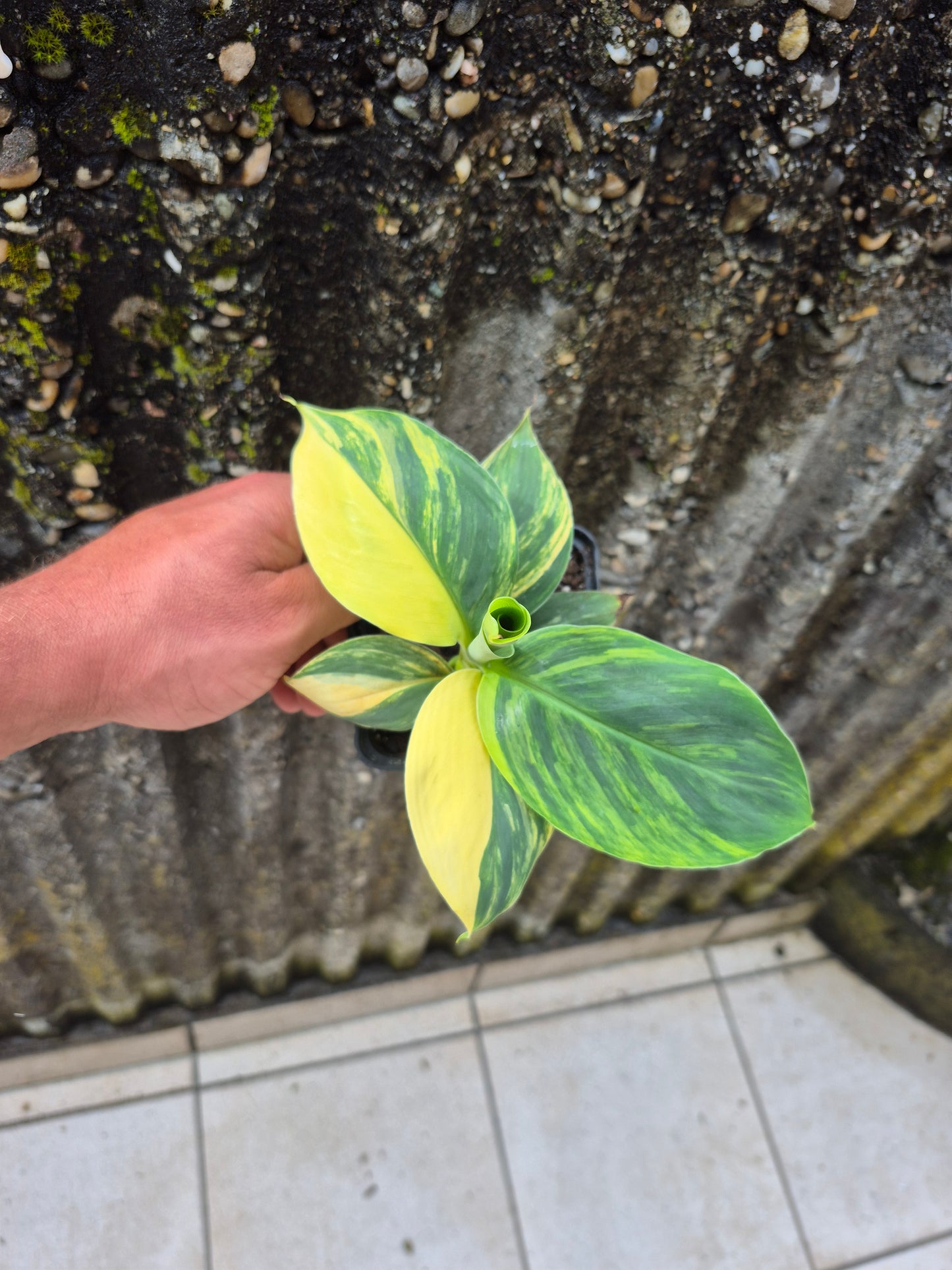 Musa dwarf cavedish variegata 2