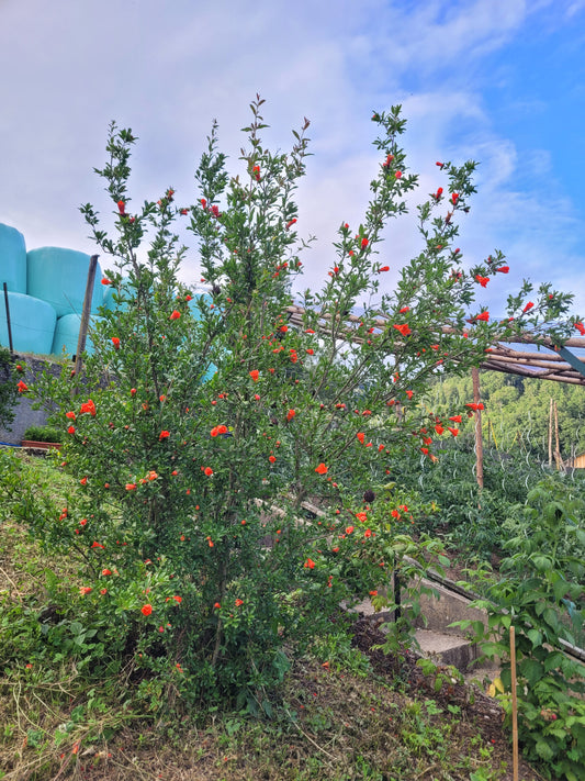 Punica granatum Winterhart