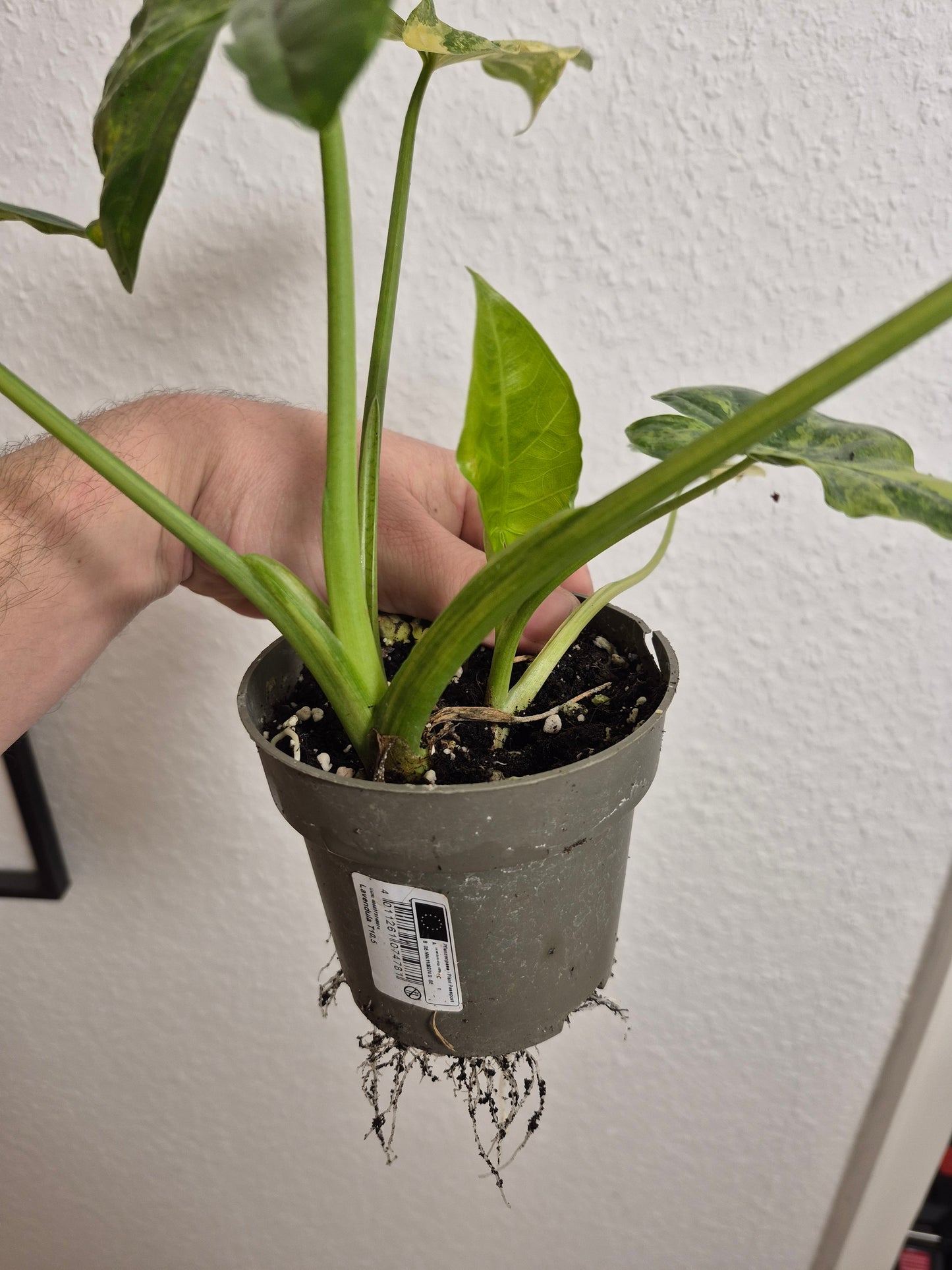 Alocasia Macrorrhizos Aurea variegata