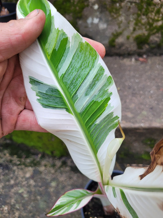 Musa Florida