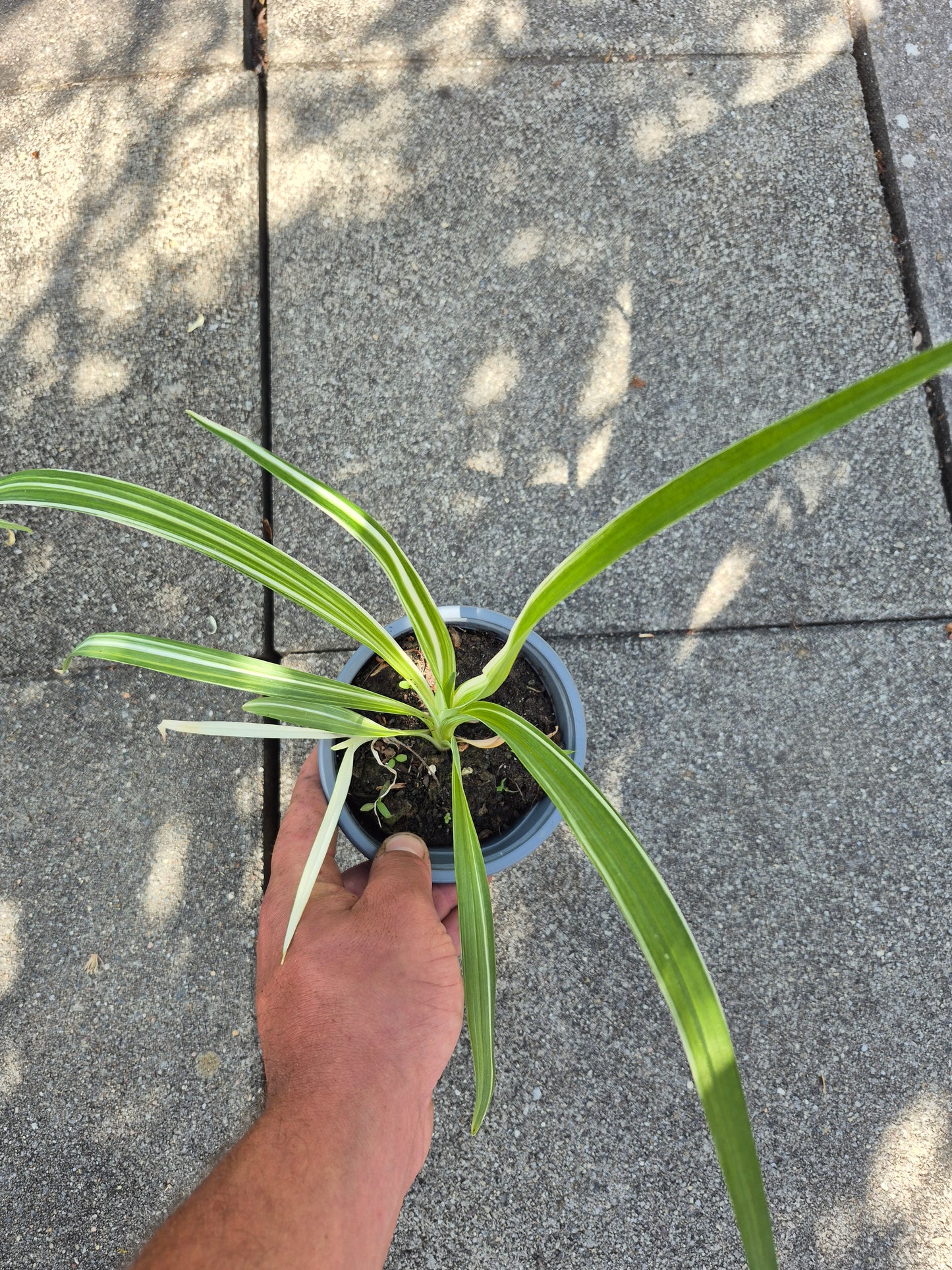 Hemerocallis variegata