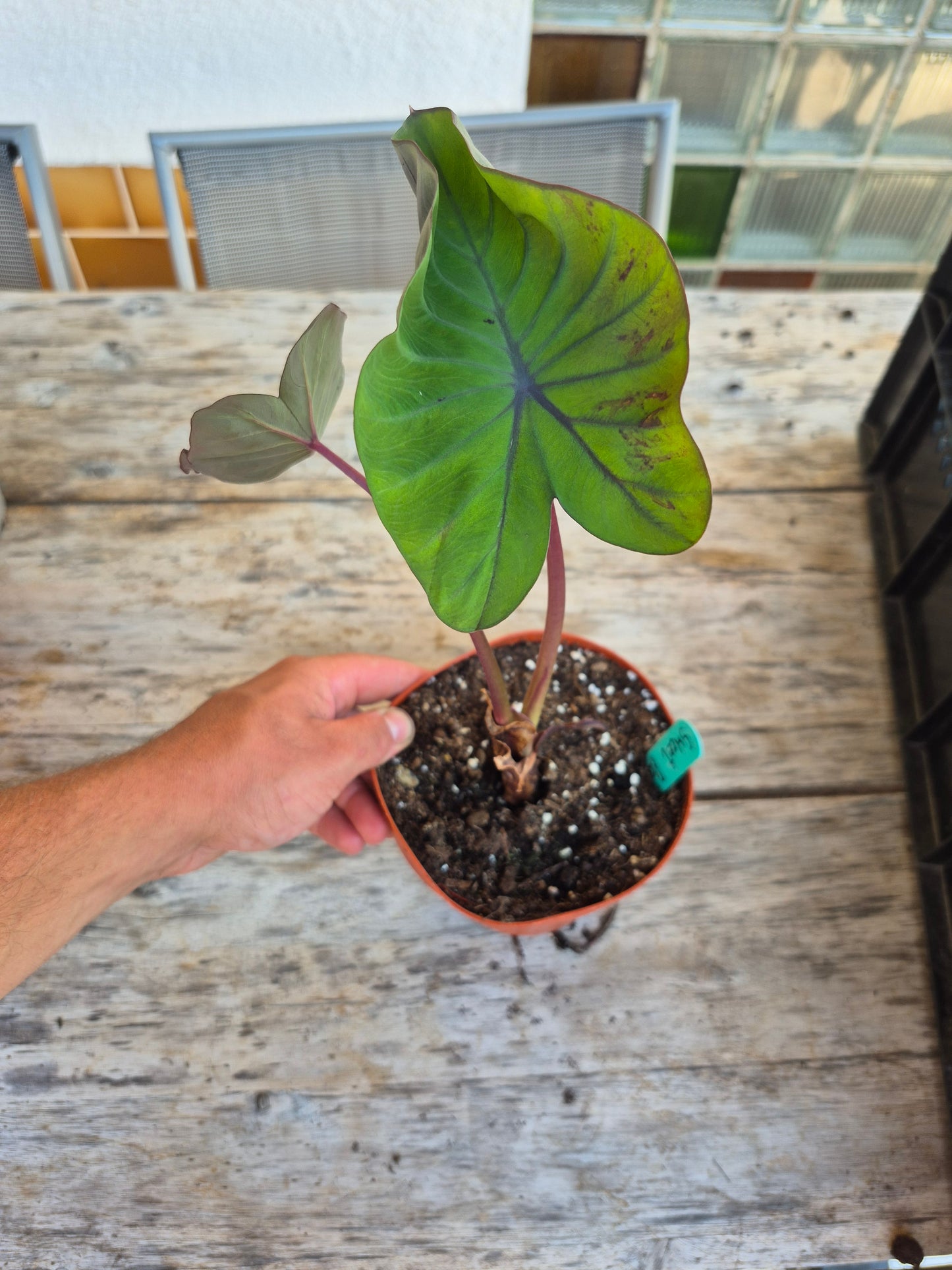 Colocasia Sweet Pastel