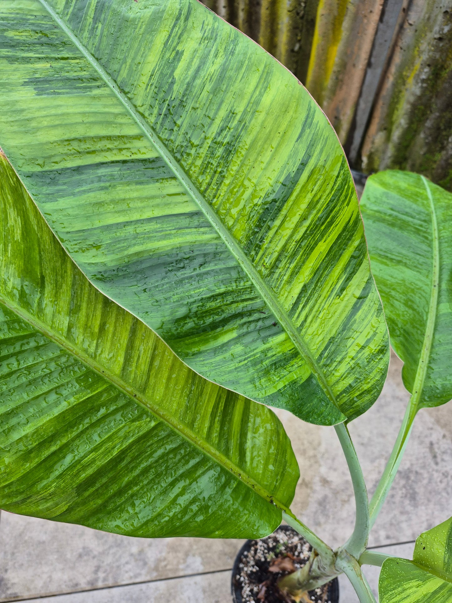 Musa namwah variegata