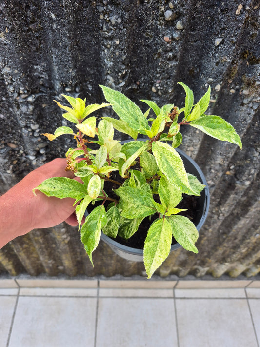 Hydrangea paniculata variegata