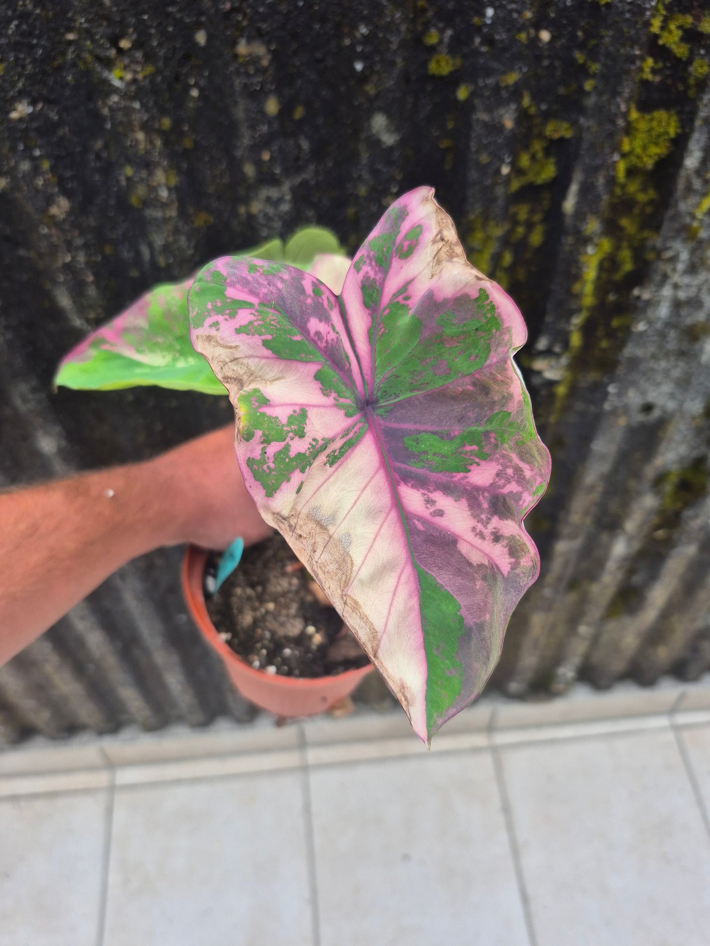 Colocasia Phet Phet Thai