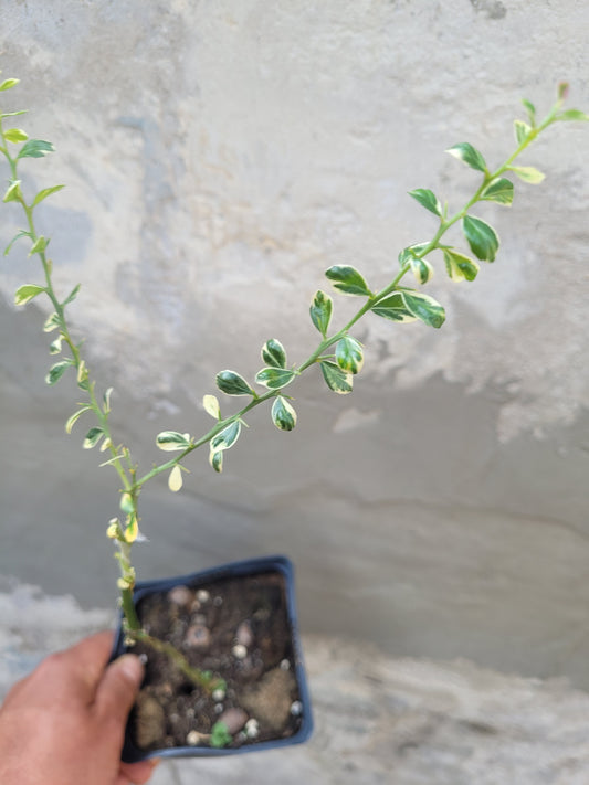 Microcitrus australasica Variegata