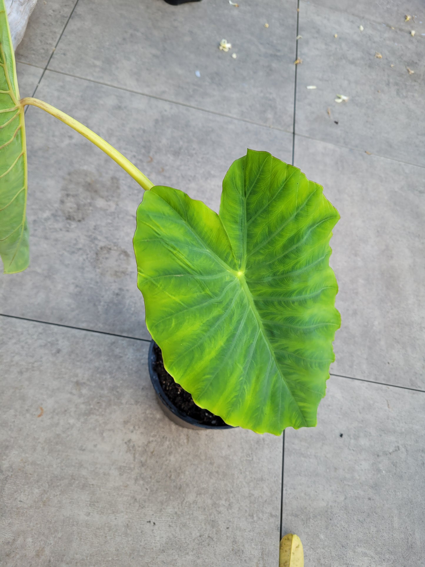 Colocasia Jacks Giant 2 jährige Pflanze