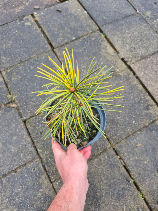 Sciadopitys Marylin Monroe