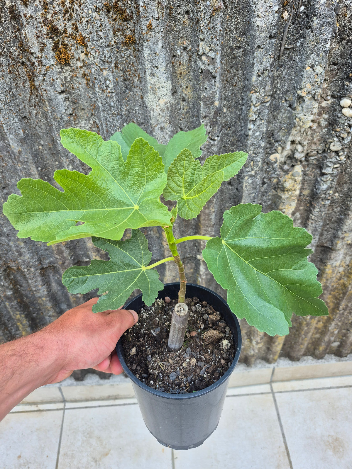 Feige Calabacita (Honigfeige)