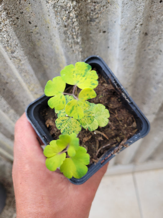 Akeleii Variegata