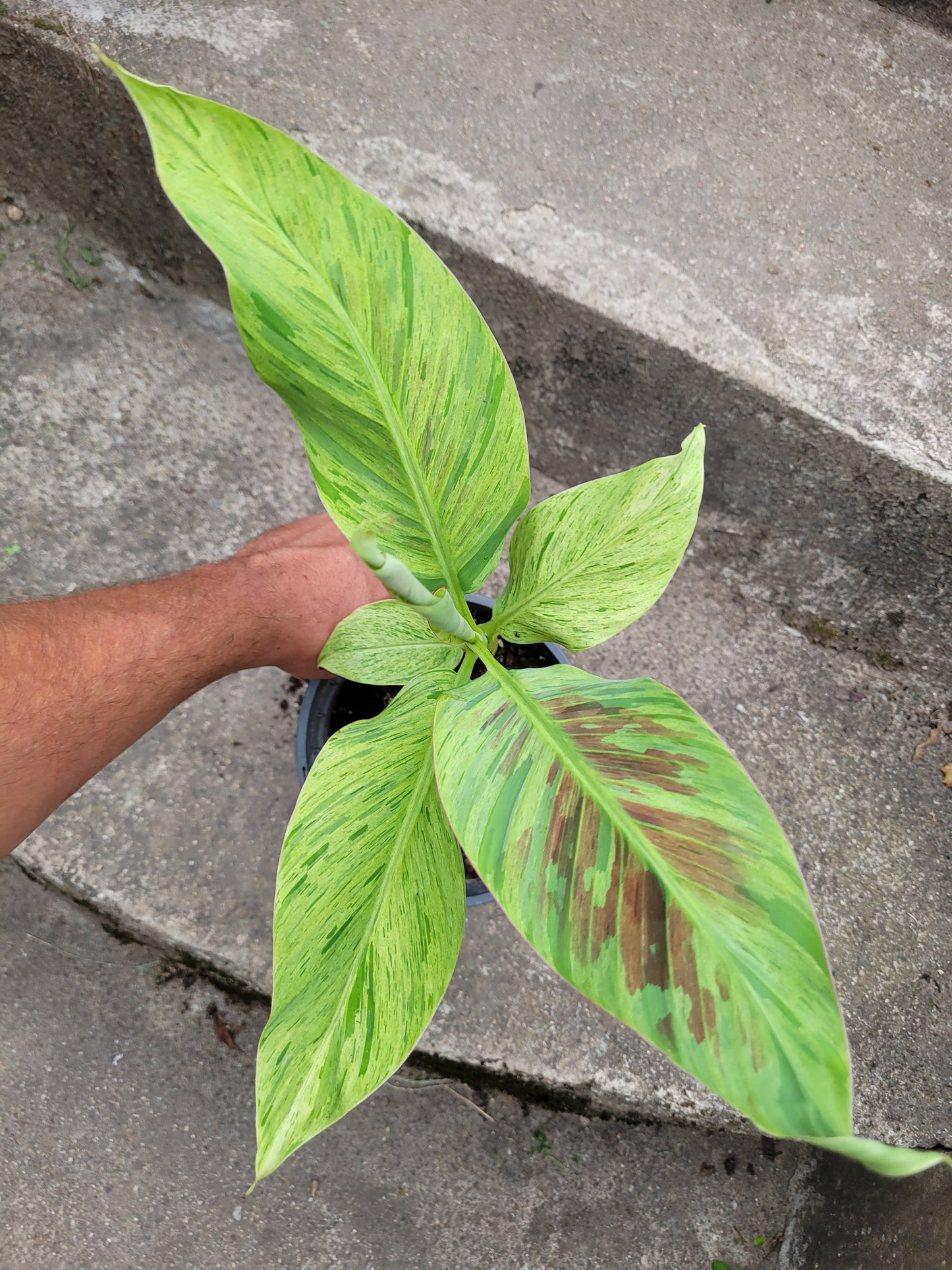 Musa acuminata  Mint variegata