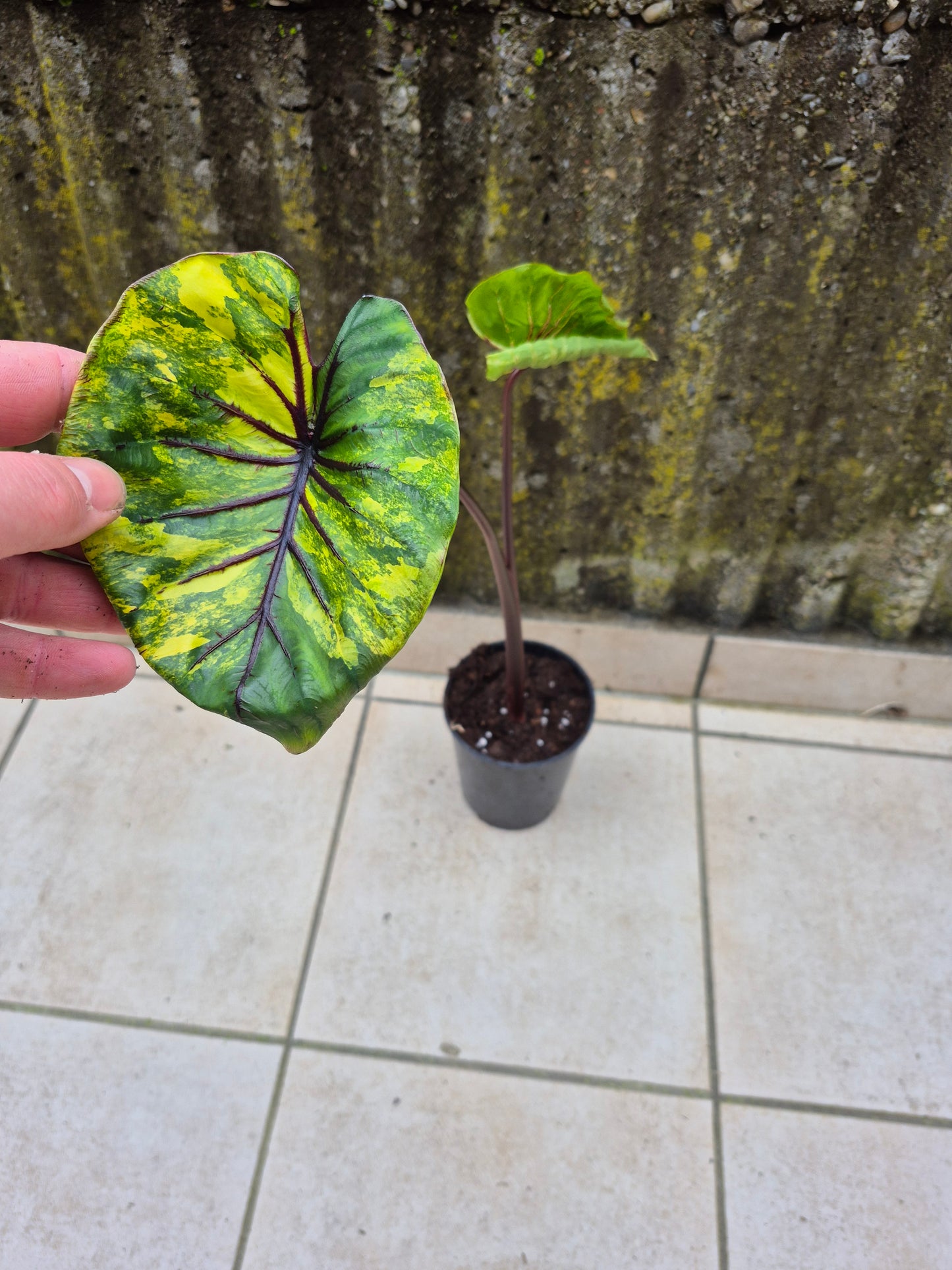 Colocasia PM Variegata