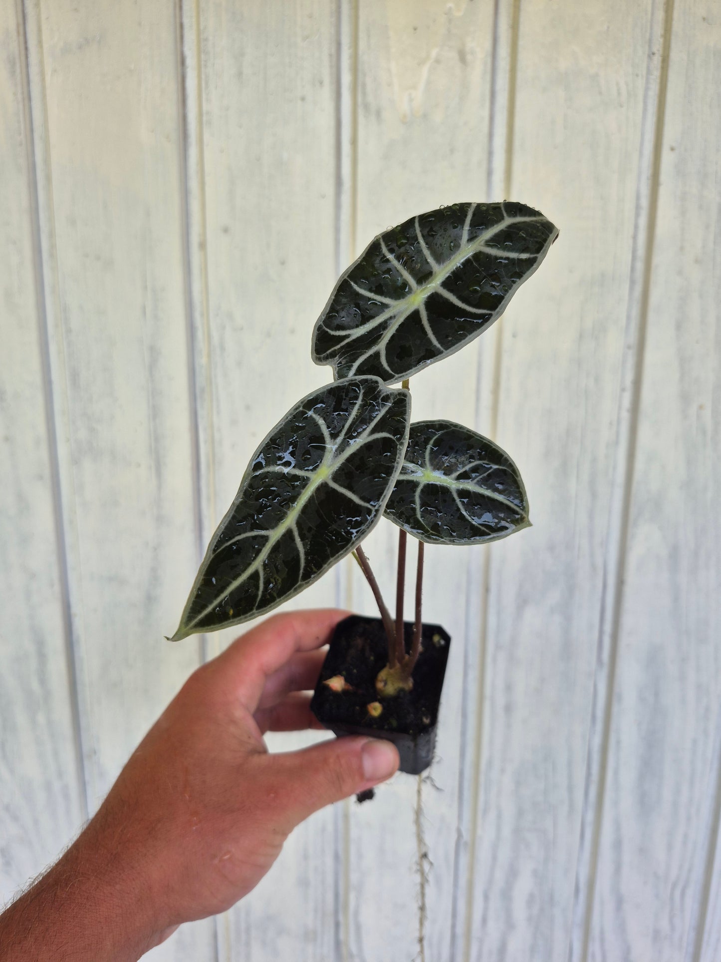 Alocasia watsoniana "Red Vein"
