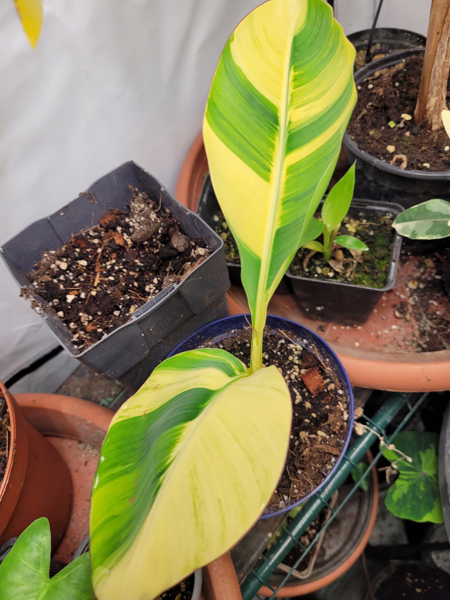 Musa variegata Samen Set