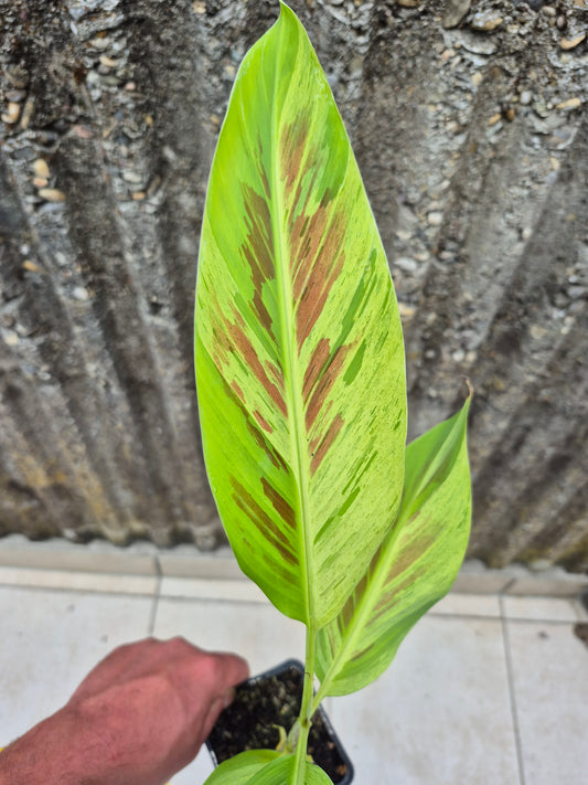 Musa acuminata  Mint variegata