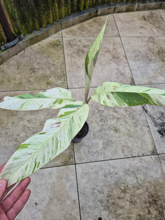 Musa acuminata  Mint tricolor variegata