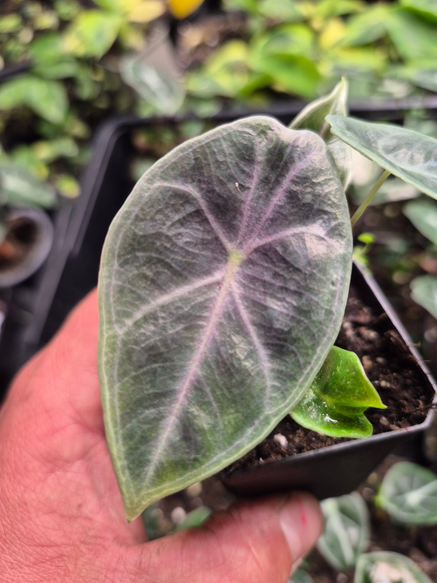 Alocasia watsoniana "Red Vein"