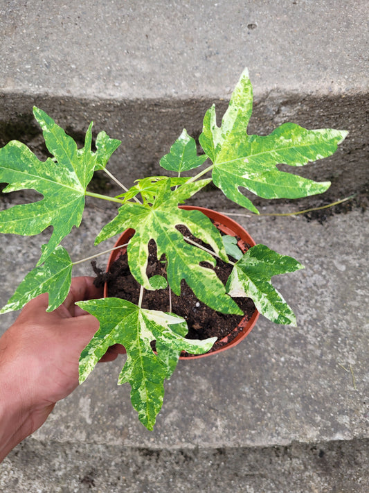 Papaya variegata (Carica papaya)