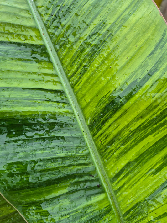 Musa namwah variegata
