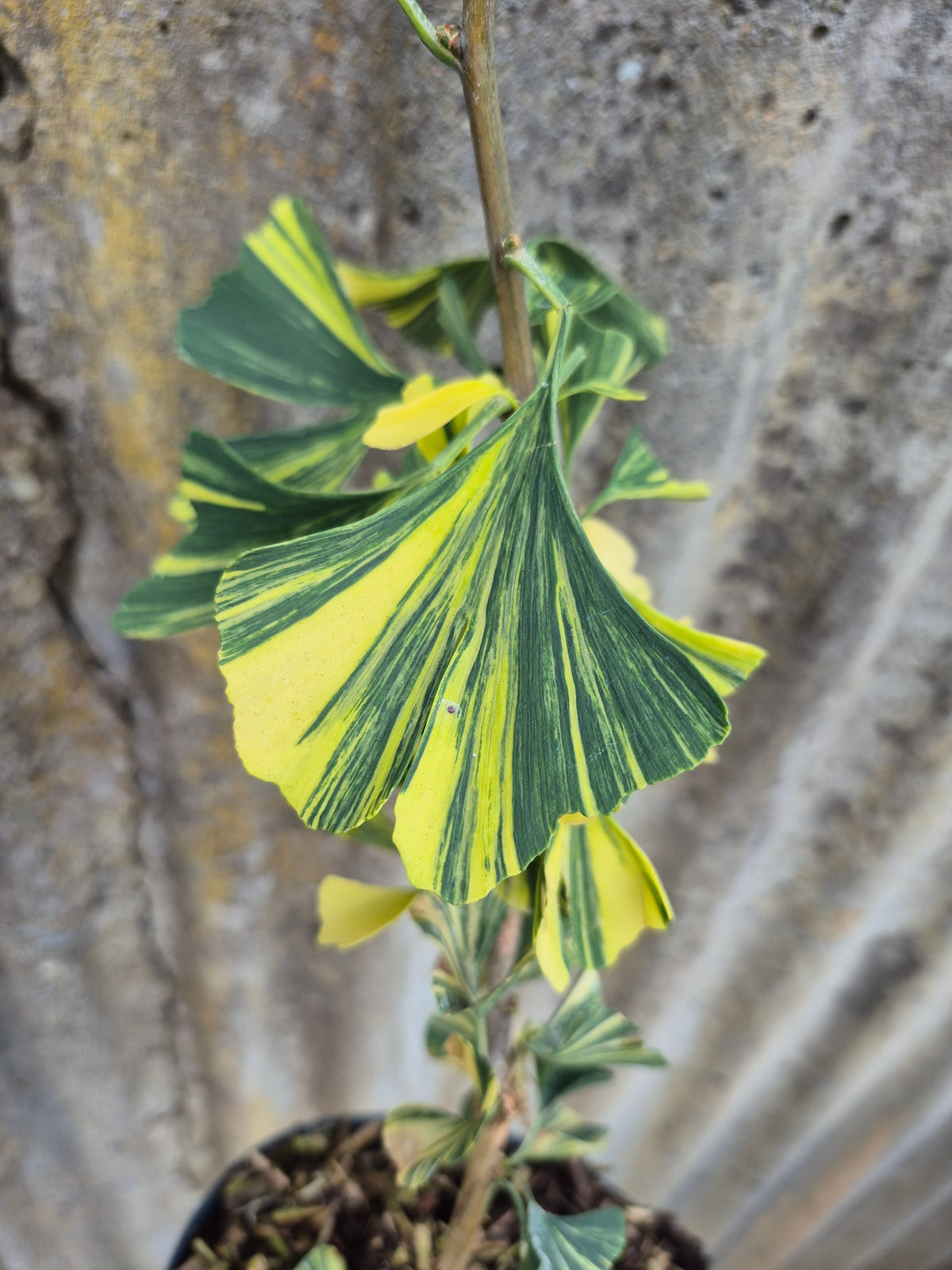 Ginkgo biloba Mellow Yellow